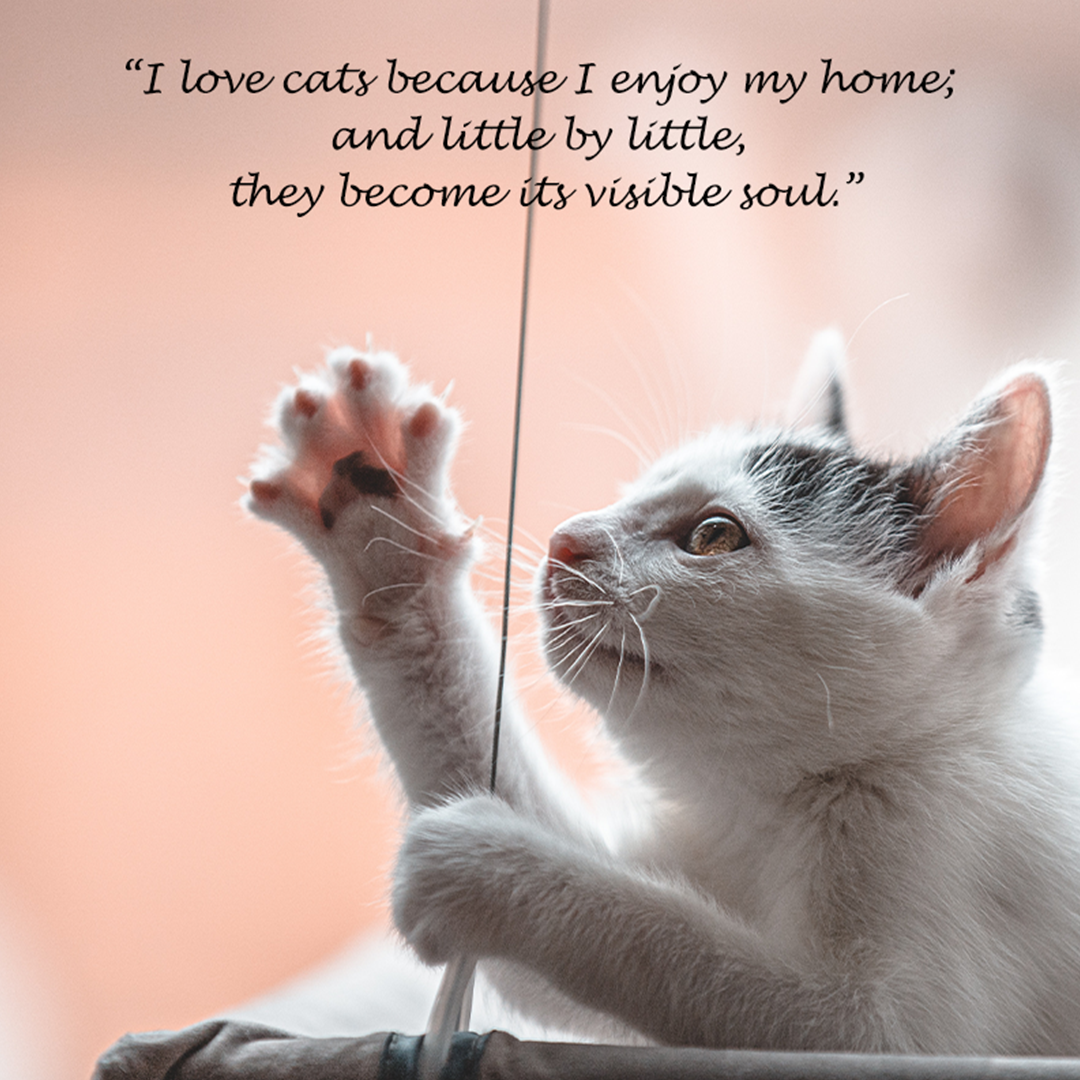 200572-Cat Love Quotes_05